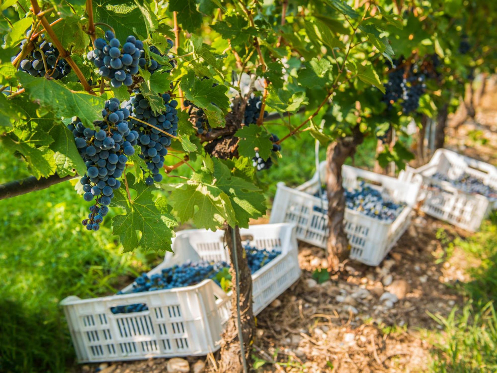 Tenuta La Presa Caprino Veronese Exteriér fotografie