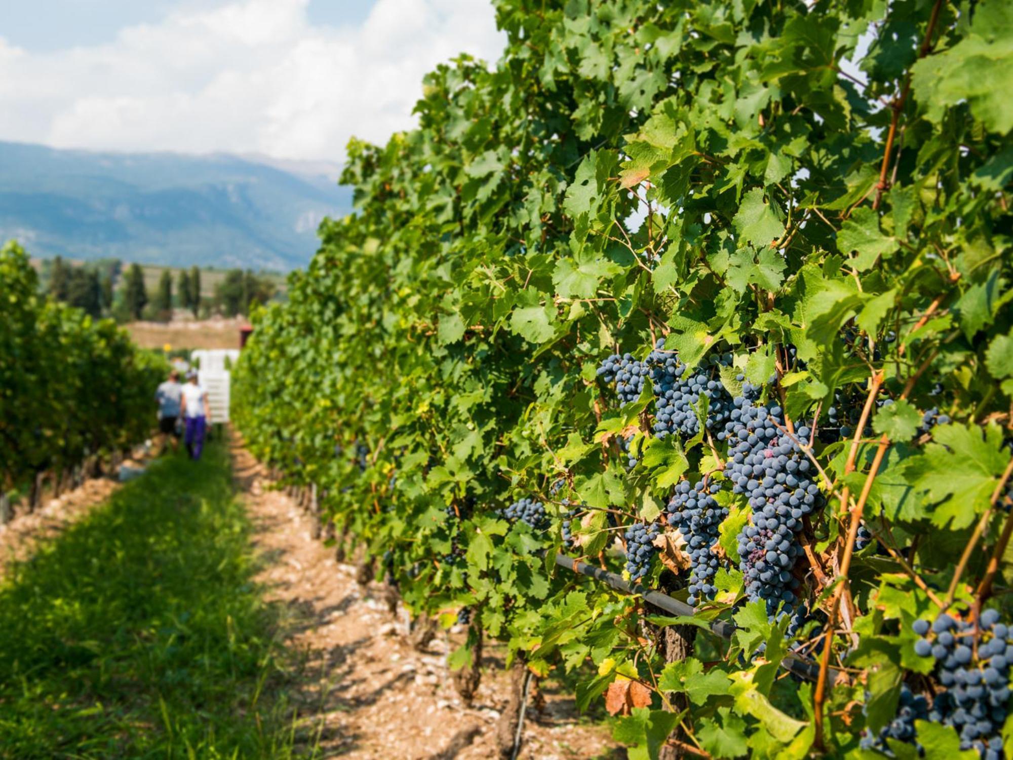 Tenuta La Presa Caprino Veronese Exteriér fotografie